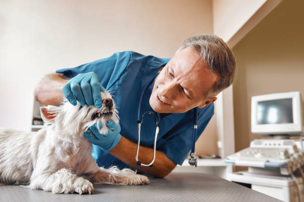 Best Emergency Tooth Extraction in Spearman, TX